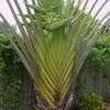 Thumbnail #5 of Ravenala madagascariensis by spaceman_spiff