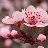 Thumbnail #1 of Prunus cerasifera by KK_MEM