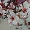 Thumbnail #3 of Prunus cerasifera by langbr
