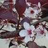 Thumbnail #4 of Prunus cerasifera by langbr