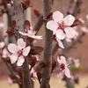 Thumbnail #2 of Prunus cerasifera by KK_MEM
