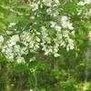 Thumbnail #2 of Robinia pseudoacacia by violabird