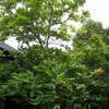 Thumbnail #3 of Magnolia macrophylla by treeguy_NY