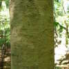 Thumbnail #4 of Magnolia macrophylla by claypa