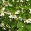 Thumbnail #4 of Styrax japonicus by designart
