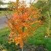 Thumbnail #4 of Acer pseudosieboldianum by treelover3