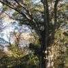 Thumbnail #3 of Quercus nigra by Equilibrium