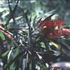 Thumbnail #2 of Callistemon viminalis by kennedyh