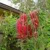 Thumbnail #3 of Callistemon viminalis by rylaff