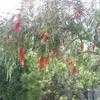 Thumbnail #4 of Callistemon viminalis by NativePlantFan9