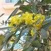 Thumbnail #4 of Tabebuia aurea by Chamma