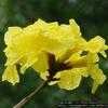 Thumbnail #1 of Tabebuia aurea by Floridian