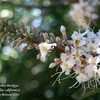 Thumbnail #2 of Aesculus californica by Calif_Sue