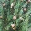 Thumbnail #3 of Cupressus sempervirens by philomel