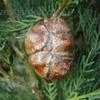 Thumbnail #1 of Cupressus sempervirens by philomel