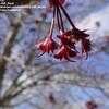Thumbnail #2 of Acer rubrum by Jeff_Beck
