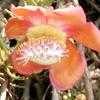 Thumbnail #2 of Couroupita guianensis by OlgaN