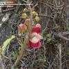 Thumbnail #3 of Couroupita guianensis by Monocromatico