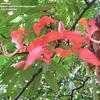 Thumbnail #2 of Amherstia nobilis by palmbob