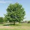 Thumbnail #1 of Quercus macrocarpa by Jeff_Beck