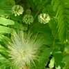 Thumbnail #1 of Albizia lebbeck by Floridian