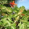Thumbnail #2 of Erythrina variegata by vanillaman