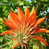 Thumbnail #3 of Erythrina variegata by vanillaman