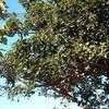 Thumbnail #5 of Erythrina variegata by Ulrich