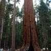 Thumbnail #2 of Sequoiadendron giganteum by Ulrich