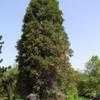 Thumbnail #3 of Sequoiadendron giganteum by palmbob