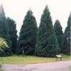 Thumbnail #4 of Sequoiadendron giganteum by jaoakley