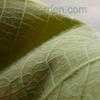 Thumbnail #3 of Broussonetia papyrifera by melody