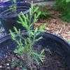 Thumbnail #4 of Juniperus virginiana by hczone6