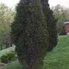 Thumbnail #5 of Juniperus virginiana by hczone6