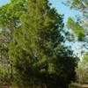 Thumbnail #3 of Juniperus virginiana by Floridian
