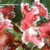 Thumbnail #1 of Lagerstroemia indica by doglover
