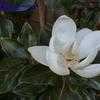 Thumbnail #1 of Magnolia grandiflora by Yuji3