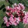 Thumbnail #4 of Lagerstroemia indica by QueenB