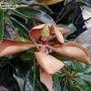 Thumbnail #4 of Magnolia grandiflora by amulet