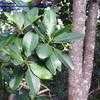 Thumbnail #2 of Rhizophora mangle by bermudiana