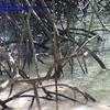 Thumbnail #3 of Rhizophora mangle by bermudiana