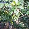 Thumbnail #1 of Rhizophora mangle by bermudiana