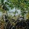 Thumbnail #4 of Rhizophora mangle by bermudiana