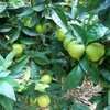 Thumbnail #4 of Citrus sinensis by palmbob