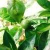 Thumbnail #2 of Citrus sinensis by rntx22