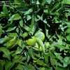 Thumbnail #3 of Citrus sinensis by palmbob
