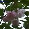 Thumbnail #5 of Prunus serrulata by hczone6