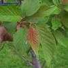 Thumbnail #3 of Prunus serrulata by hczone6