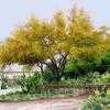 Thumbnail #2 of Acacia smallii by htop