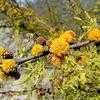 Thumbnail #1 of Acacia smallii by htop